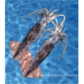 Seafood Whole Round Bartrami Squid Frozen Squid